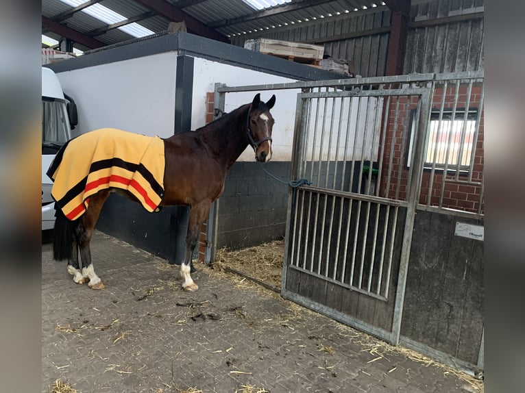 Holstein Gelding 6 years 16.2 hh Brown in Esterwegen