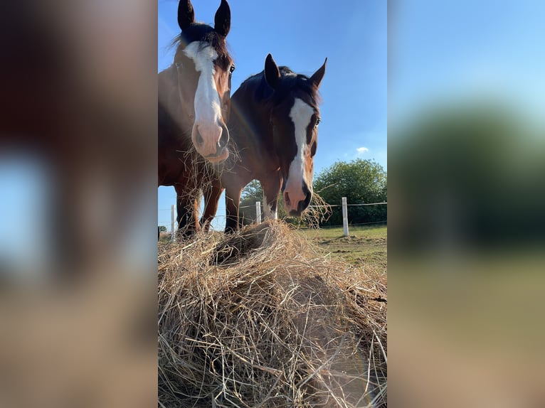 Holstein Gelding 6 years 16,2 hh Brown in Schulendorf