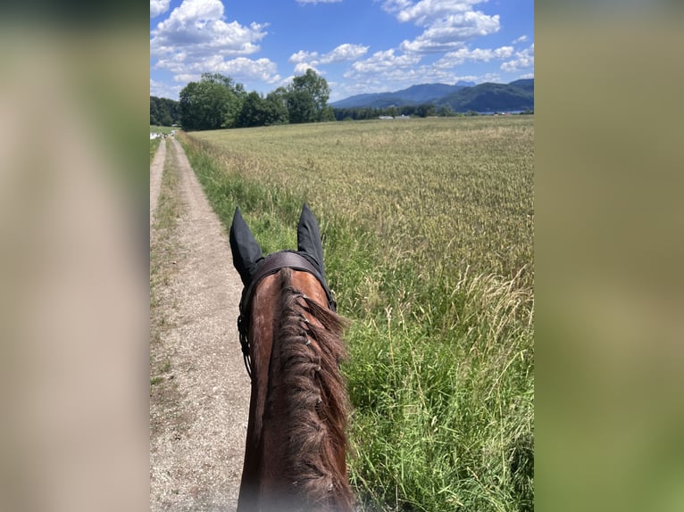 Holstein Gelding 6 years 16.2 hh Chestnut-Red in Lochen am See