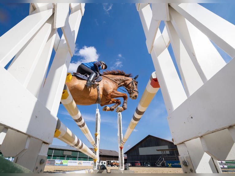 Holstein Gelding 6 years 16.2 hh Chestnut-Red in Lochen