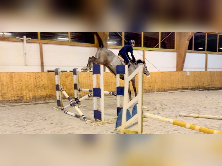 Holstein Gelding 6 years 16,2 hh Gray in Celle