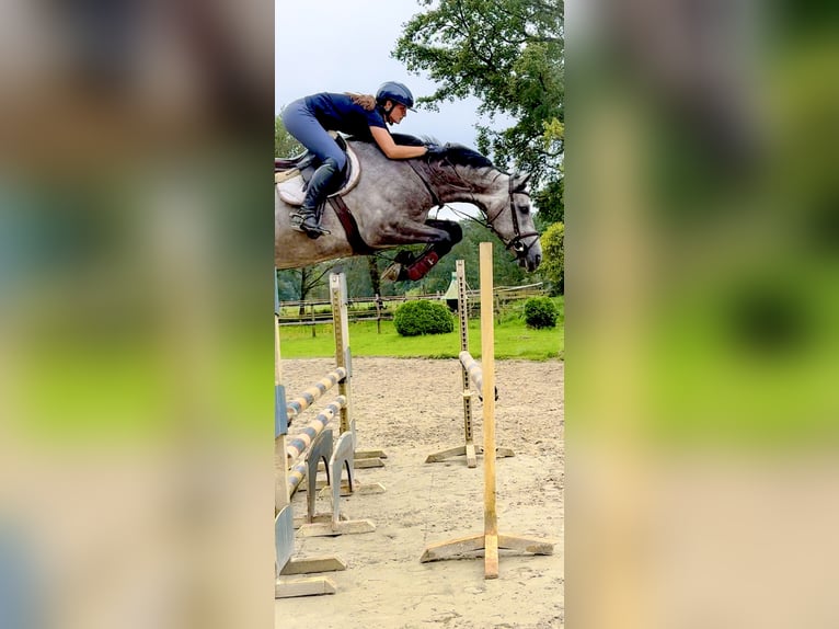 Holstein Gelding 6 years 16,2 hh Gray in Celle