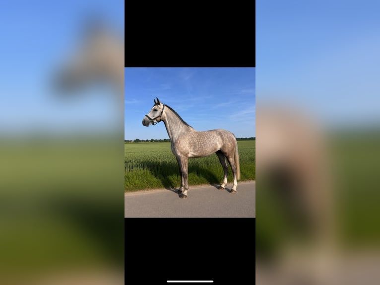 Holstein Gelding 6 years 16.2 hh Grey-Dapple in Erkelenz