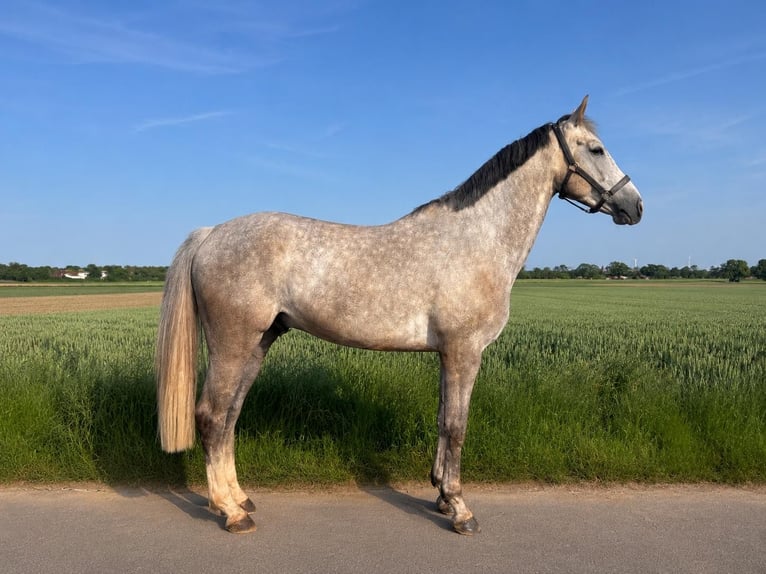 Holstein Gelding 6 years 16.2 hh Grey-Dapple in Erkelenz