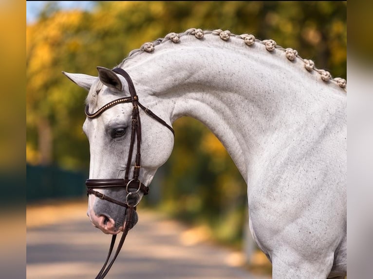 Holstein Gelding 6 years 16.2 hh Grey in Achau