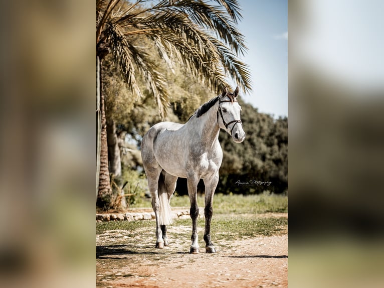 Holstein Gelding 6 years 16.2 hh Grey in Palma De Mallorca