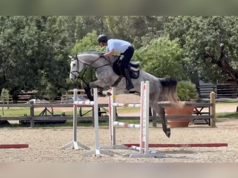 Holstein Gelding 6 years 16.2 hh Grey in Palma De Mallorca