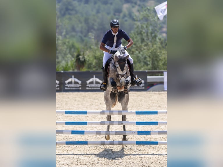 Holstein Gelding 6 years 16.2 hh Grey in Palma De Mallorca