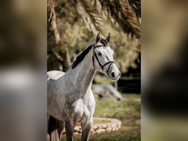 Holstein Gelding 6 years 16.2 hh Grey in Palma De Mallorca