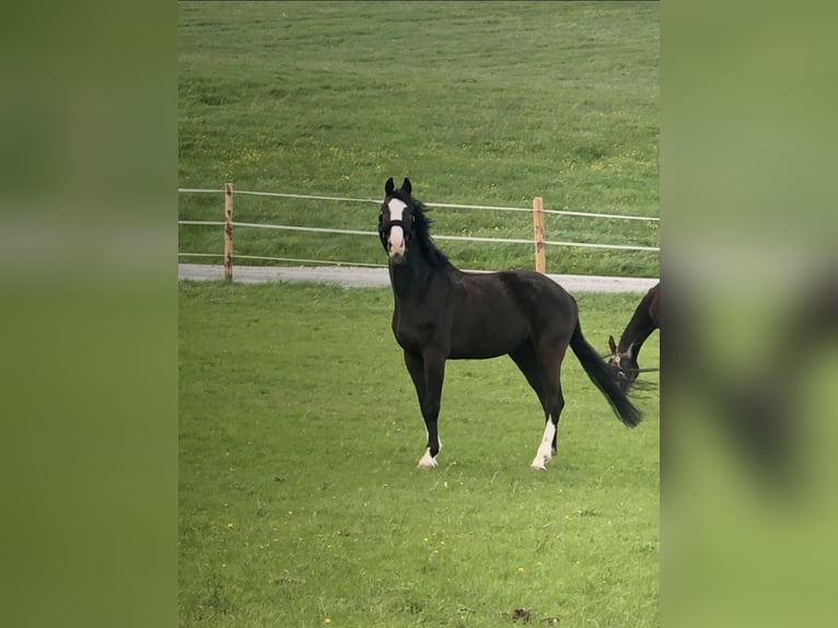 Holstein Gelding 6 years 16,2 hh Smoky-Black in Bühlerzell