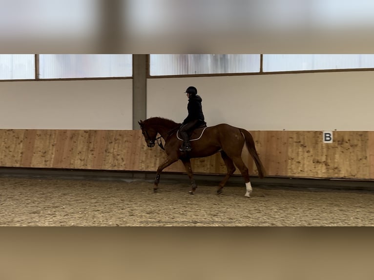 Holstein Gelding 6 years 16,3 hh Chestnut-Red in Erharting