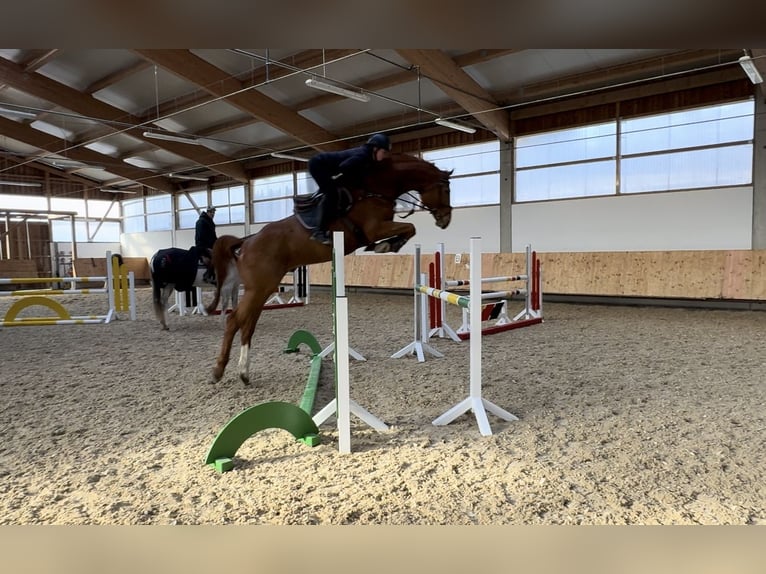 Holstein Gelding 6 years 16,3 hh Chestnut-Red in Erharting