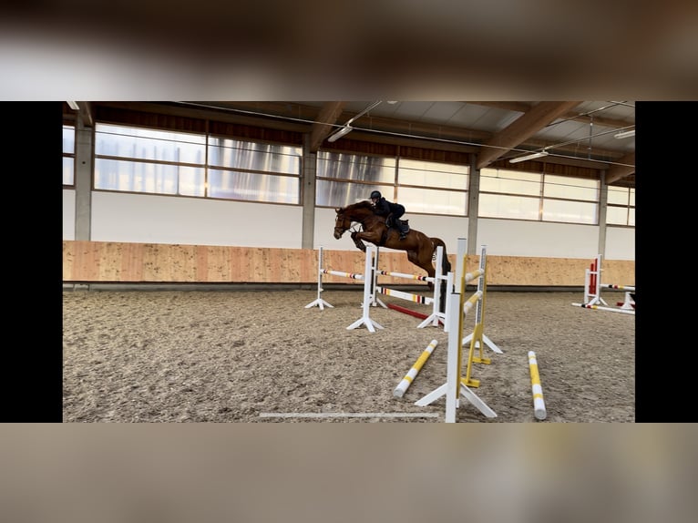 Holstein Gelding 6 years 16,3 hh Chestnut-Red in Erharting