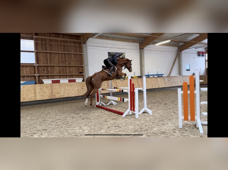 Holstein Gelding 6 years 16,3 hh Chestnut-Red in Erharting