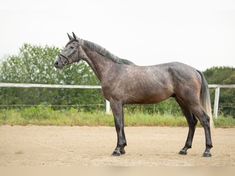 Holstein Gelding 6 years 16,3 hh Gray in St.Stefan/R