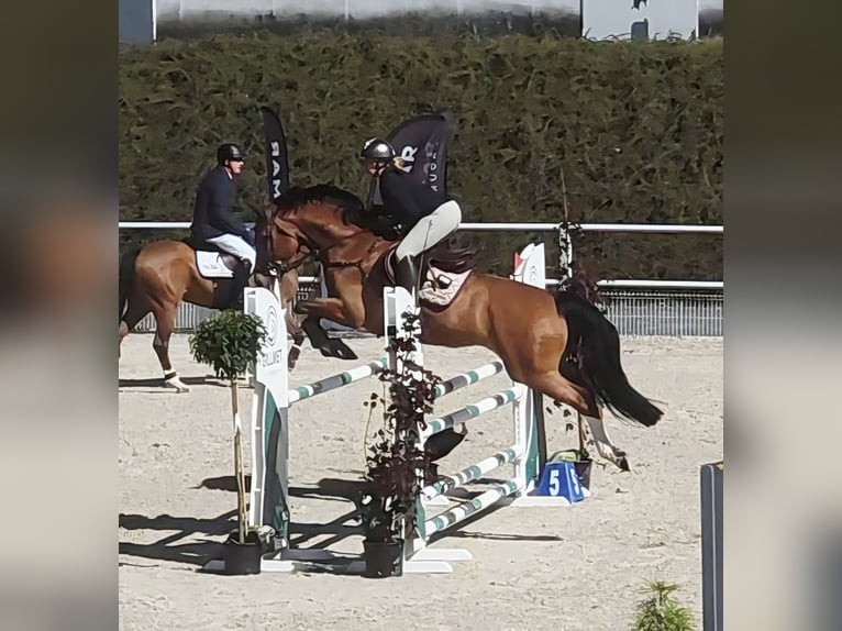 Holstein Gelding 6 years 16 hh Bay in Lubasz