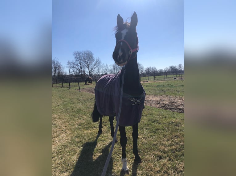 Holstein Gelding 6 years 16 hh Brown in Szigethalom