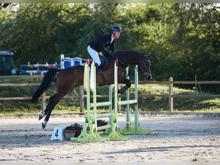 Holstein Gelding 6 years 16 hh Brown in Riedstadt