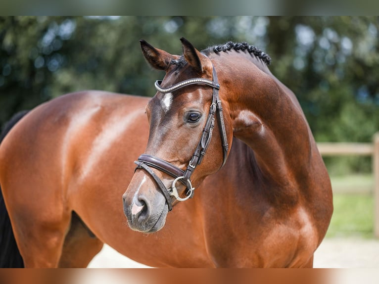 Holstein Gelding 6 years 16 hh Brown in Riedstadt