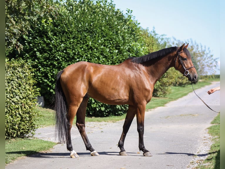 Holstein Gelding 6 years 16 hh Brown in Warstein