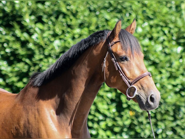 Holstein Gelding 6 years 16 hh Brown in Warstein