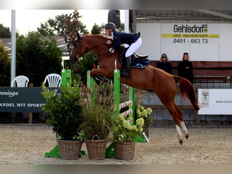 Holstein Gelding 6 years 16 hh Chestnut-Red in Ahrensbök