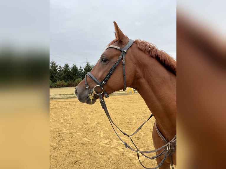 Holstein Gelding 6 years 16 hh Chestnut-Red in Borchen