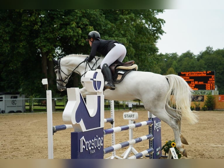 Holstein Gelding 6 years 16 hh Gray in Papenhagen