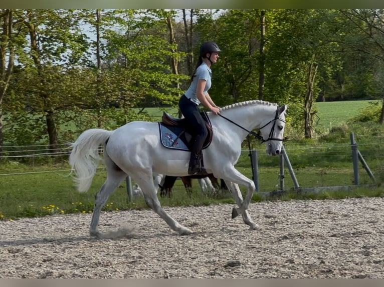 Holstein Gelding 6 years 16 hh Gray in Papenhagen