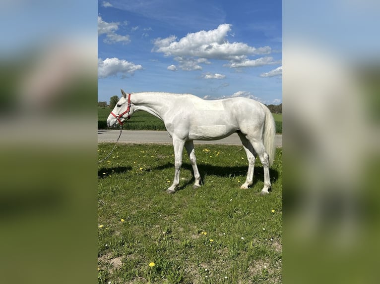 Holstein Gelding 6 years 16 hh Gray in Papenhagen