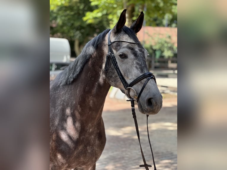 Holstein Gelding 6 years 16 hh Gray in Holdorf
