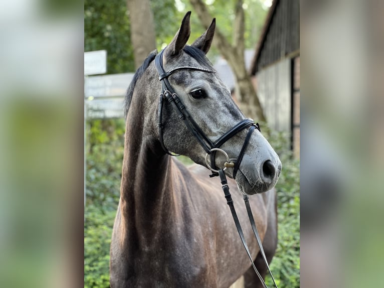 Holstein Gelding 6 years 16 hh Gray in Holdorf