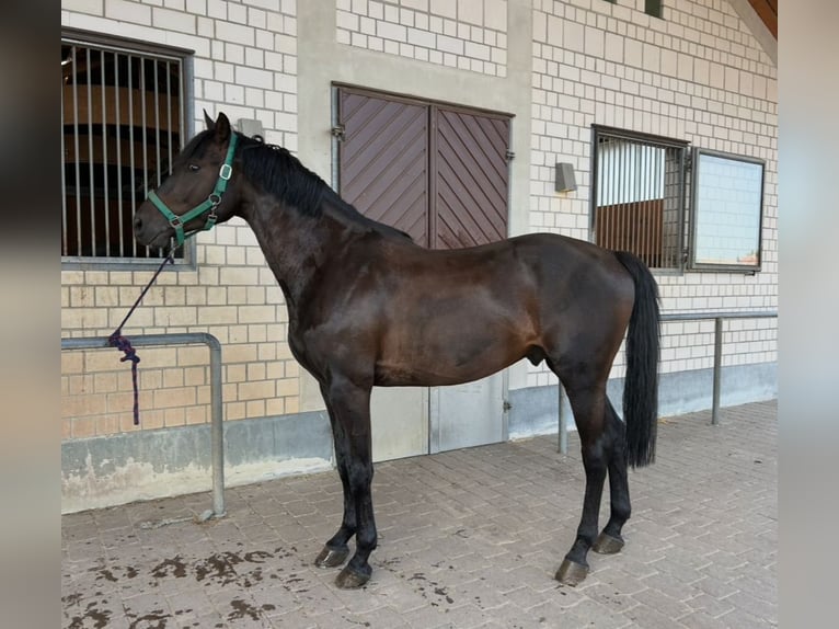 Holstein Gelding 6 years 16,1 hh Bay-Dark in Reddelich
