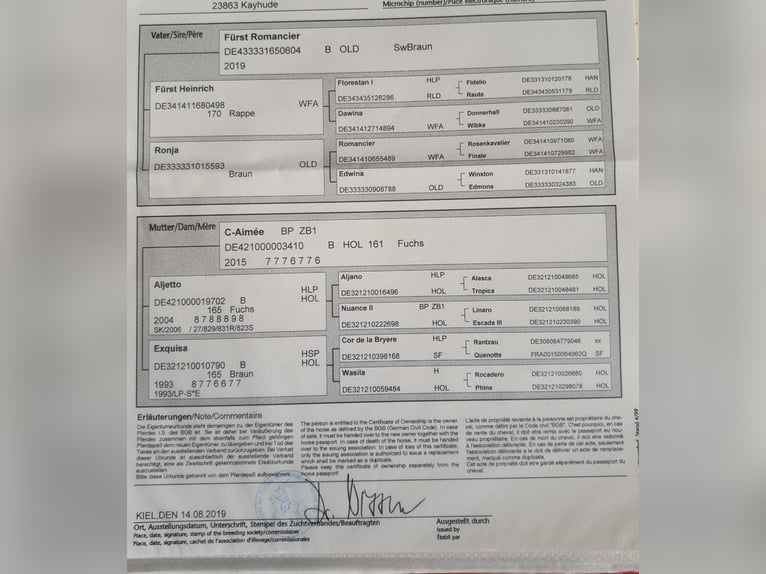 Holstein Gelding 6 years 16,1 hh Chestnut-Red in Kecskem&#xE9;t