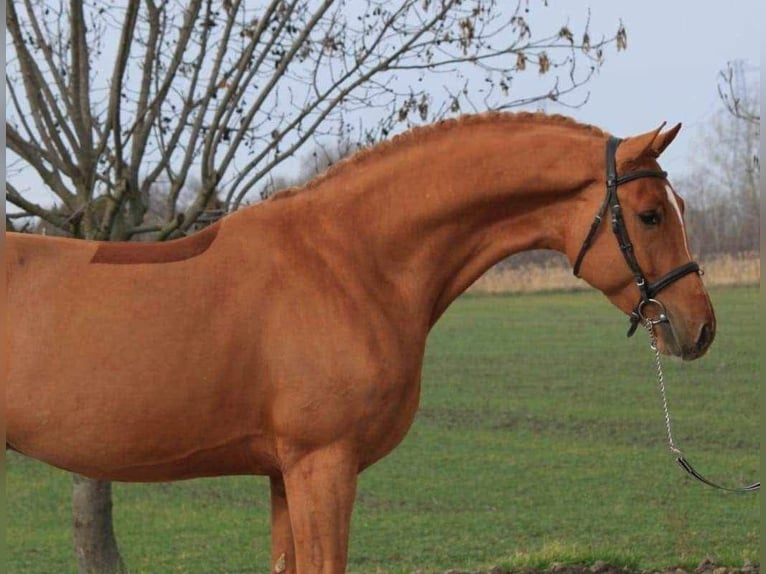 Holstein Gelding 6 years 16,1 hh Chestnut-Red in Békéscsaba