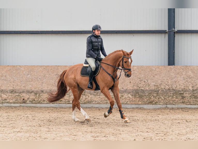 Holstein Gelding 6 years 16,1 hh Chestnut in Zduchovice