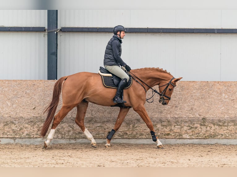 Holstein Gelding 6 years 16,1 hh Chestnut in Zduchovice