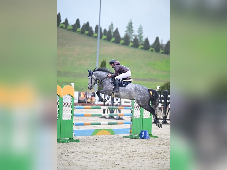 Holstein Gelding 6 years 16,1 hh Gray in Balkasodis, Alytus region