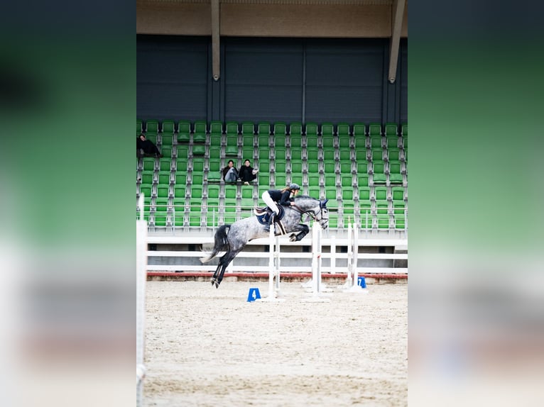 Holstein Gelding 6 years 16,1 hh Gray in Balkasodis, Alytus region