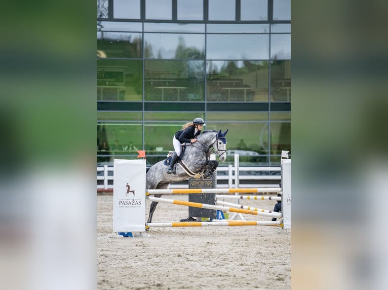 Holstein Gelding 6 years 16,1 hh Gray in Balkasodis, Alytus region