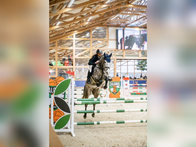 Holstein Gelding 6 years 16,1 hh Gray in Balkasodis, Alytus region
