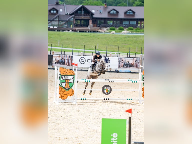 Holstein Gelding 6 years 16,1 hh Grey in Balkasodis, Alytus region