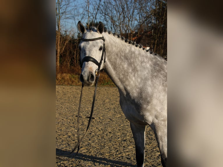 Holstein Gelding 6 years 16,1 hh Grey in Schulendorf