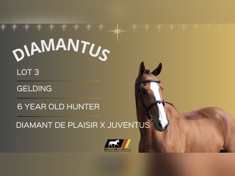 Holstein Gelding 6 years 16,1 hh in Zülpich