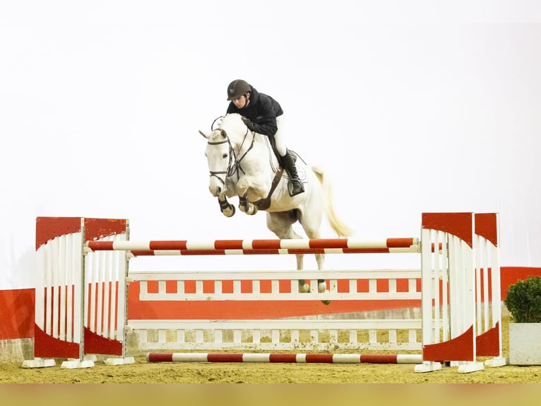 Holstein Gelding 6 years 16,1 hh  in Waddinxveen