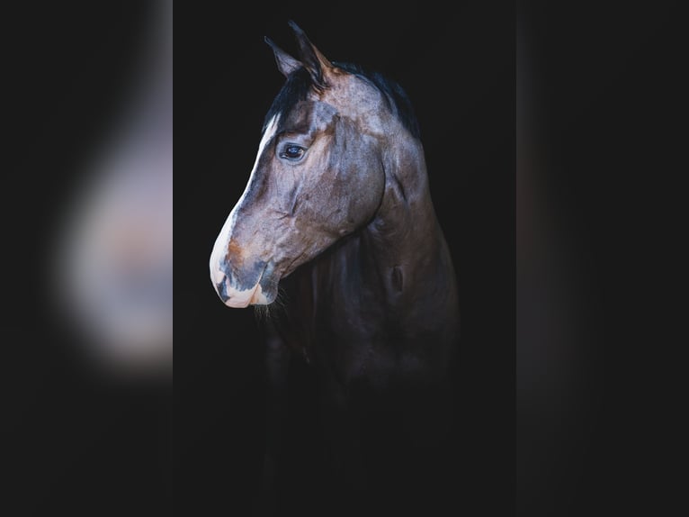 Holstein Gelding 6 years 16,2 hh Bay-Dark in Balkasodis, Alytus region