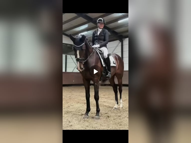 Holstein Gelding 6 years 16,2 hh Brown in Helvoirt