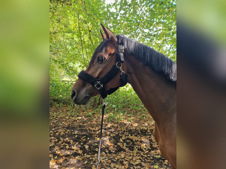 Holstein Gelding 6 years 16,2 hh Brown in Bielefeld