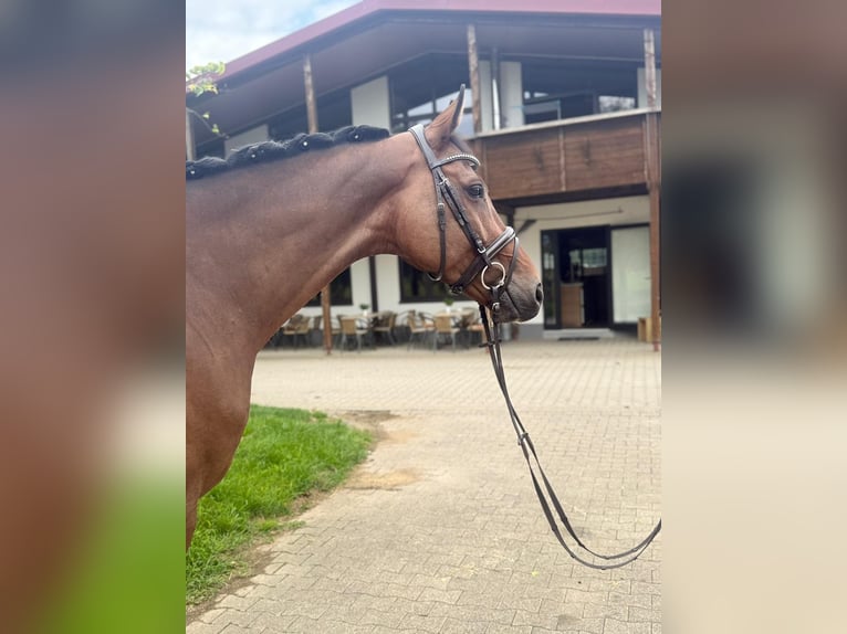 Holstein Gelding 6 years 16,2 hh Brown in Gundelfingen