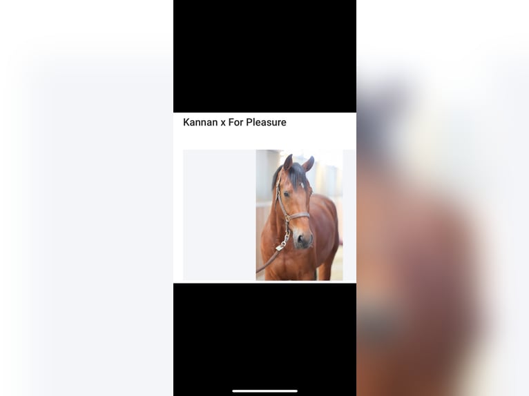 Holstein Gelding 6 years 16,2 hh Brown in Lochen am See